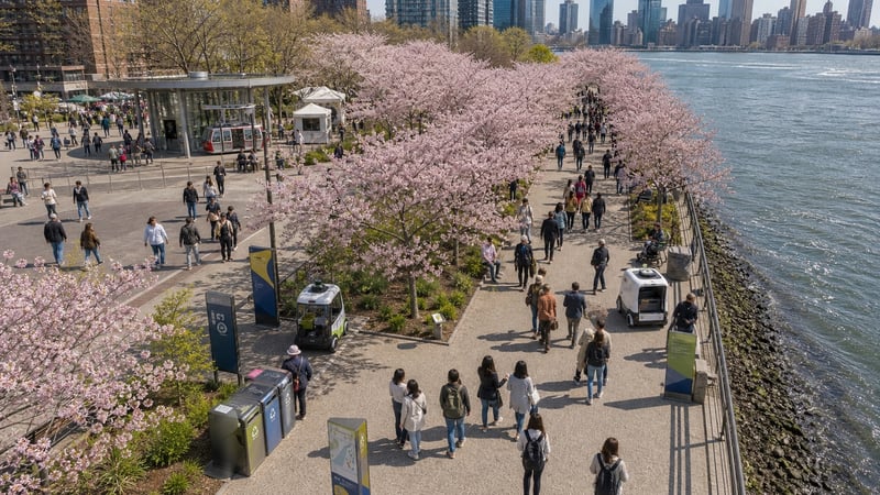 Peak cherry blossom crowds along the Roosevelt Island waterfront, with low-speed service rovers operating at the edges of the pedestrian flow.